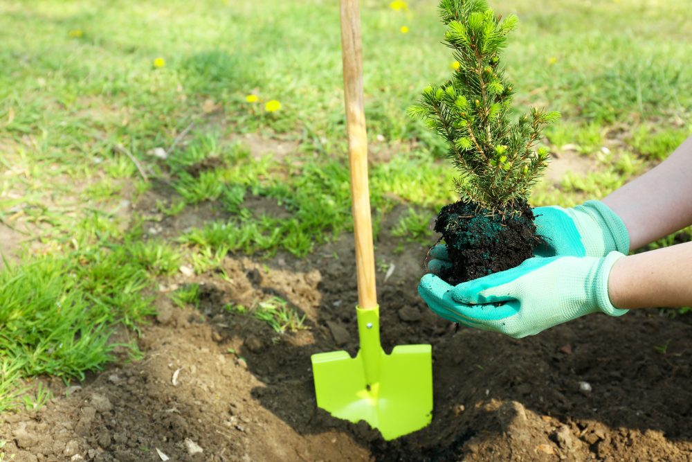 Person planting tree with trowel